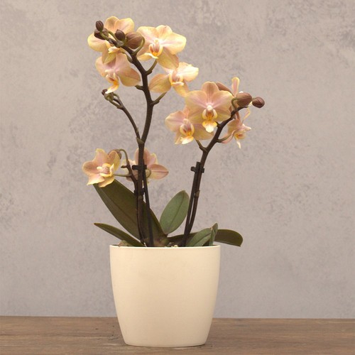 Plant theory 25cm - theory,