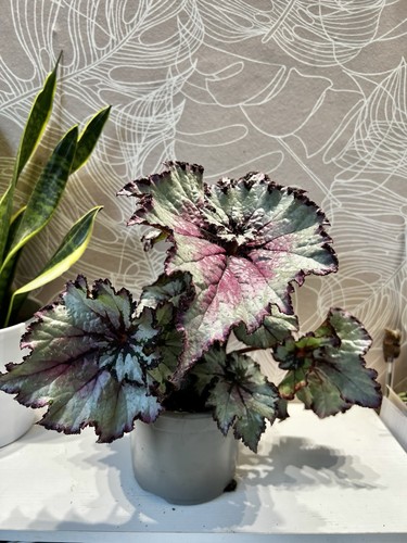 Begonia evening glow plant - begonia,