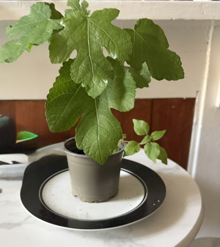 Fig tree plant turkish - plant, brown