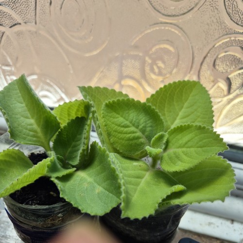 Organic indian ajwain - ajwain, /