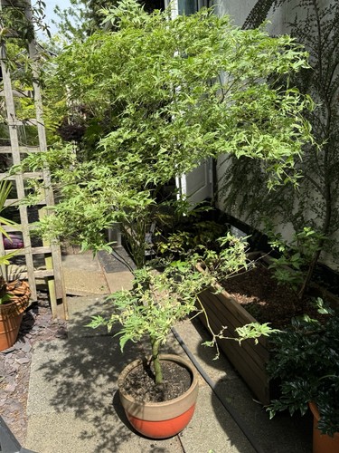 Acer palmatum butterfly - acer,