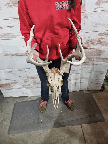 Wild point whitetail - point, deer