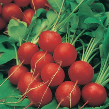 15x Organic Radish Scarlet Globe Plug Plants "Grow your Own" Vegetables