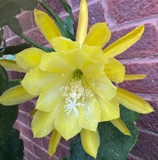 1 EPIPHYLLUM “ King of Yellow “ Rooted  Cutting 20cm+ – XL  Scented Flower