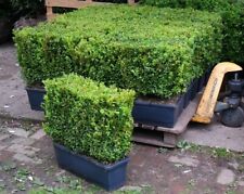 Buxus sempervirens (common