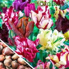 TULIP BULBS MIXED PARROT VERY