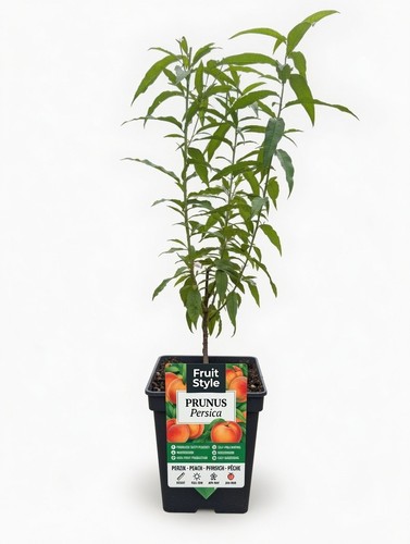 Prunus persica peach - persica,