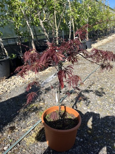 Japanese maple acer palmatum - acer,