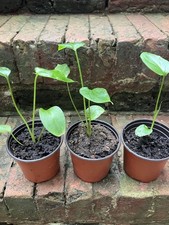 3 Small Arum Cala Lily - Plant Now - Fast Growing - Hardy