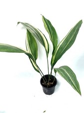 EXACT PLANT 22.10.03 Variegated Elatior Aspidistra