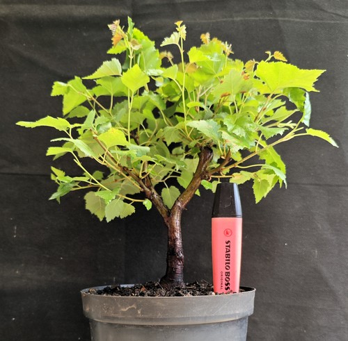 Silver birch pre bonsai 12 - -, 12"