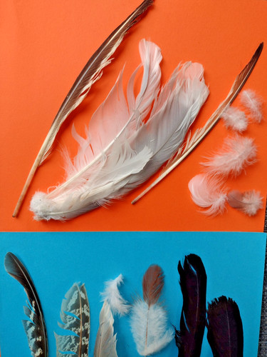 Free fallen real feathers - fallen,