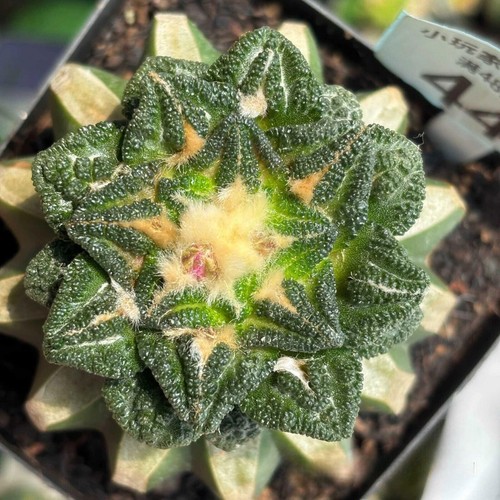 7cm ariocarpus hintonii - ariocarpus,