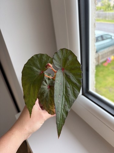 Begonia malachosticta 7cm pot - begonia,