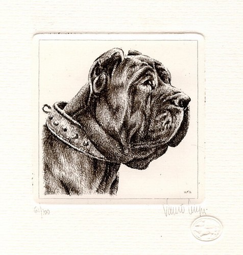 Neapolitan mastiff dog fine - neapolitan,