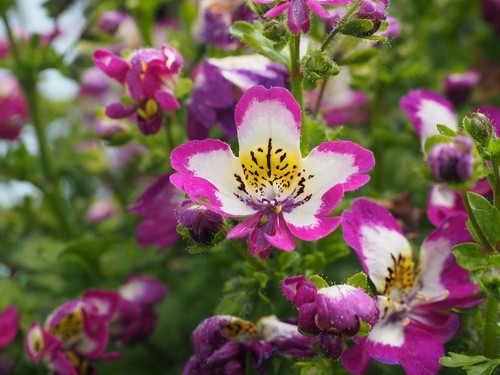 Schizanthus butterfly flower - schizanthus,,