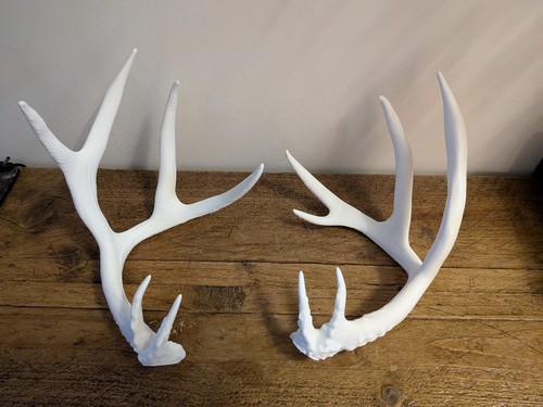 Pair long deer - of,