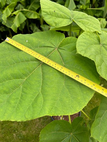 Paulownia fortunei foxglove - paulownia,