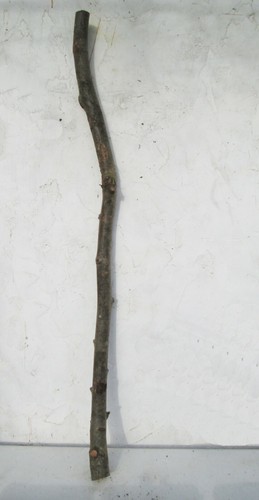 115cm beech natural tree - natural,