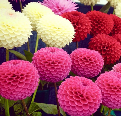 150x dahlia pompone double - 150x,