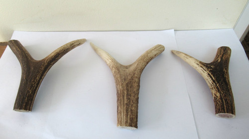 Red deer stag antler - stag,