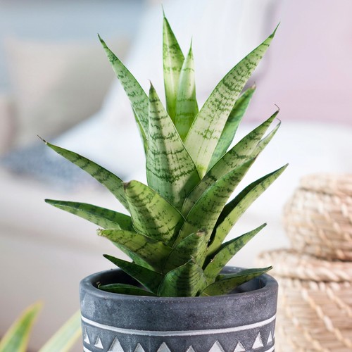 Sansevieria tough lady - sansevieria,