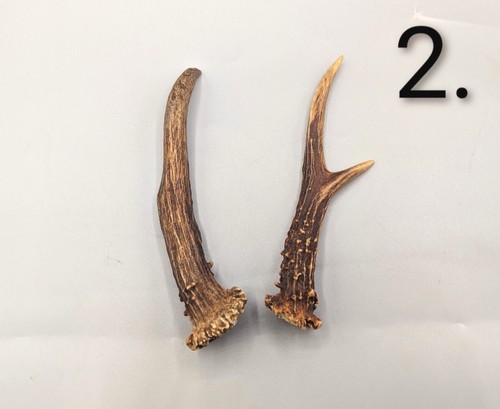 Roe deer antlers skulls - roe, antlers,