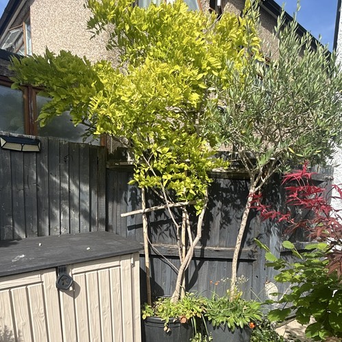 Potted olive tree - olive,