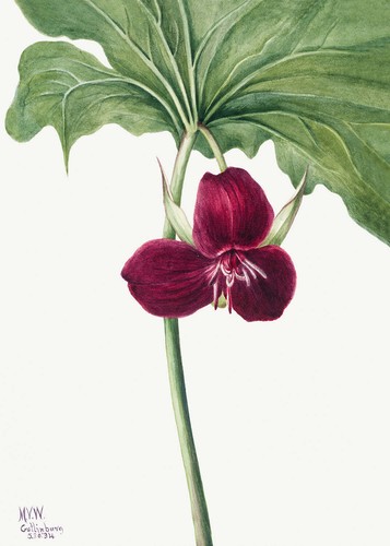 Botanical plant illustration - illustration,