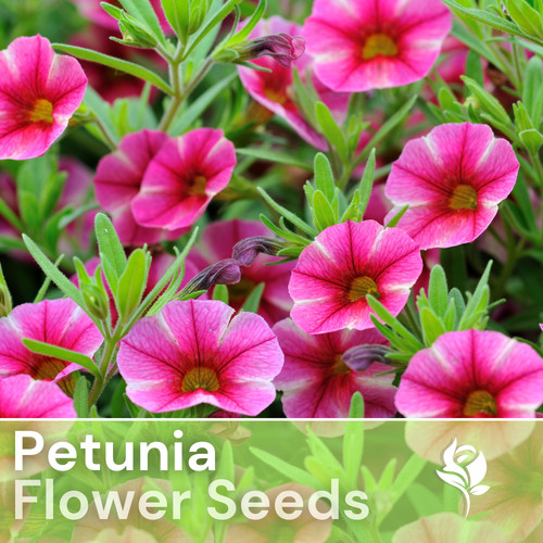 1000 cherry taffeta petunia - cherry,