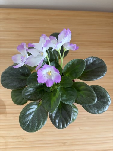 African violet baby - african,