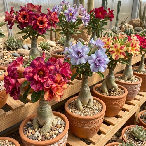 Assorted desert rose live - assorted,