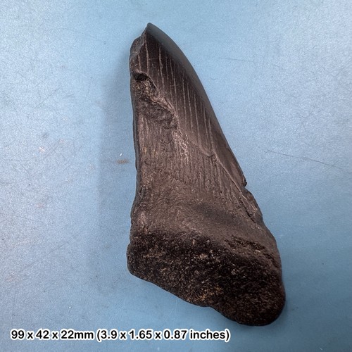Authentic carcharodon - authentic,