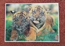 Sumatran Tiger Cubs at