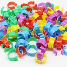 100Pcs Bird Identification