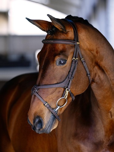 Kudos grackle work bridle - work,