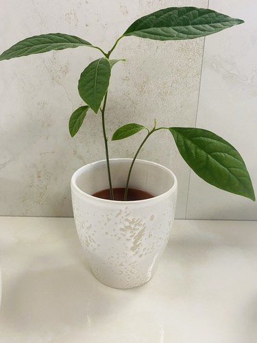 Double avocado lucky - double,