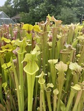 Sarracenia, Large Pack