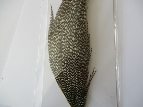 Metz cock cape neck - , genetic