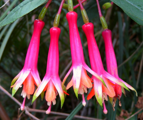 Fuchsia denticulata half - -,