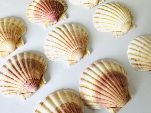 Scallop shells round natural - shells,