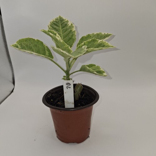 Brugmansia snowbank rooted - snowbank,