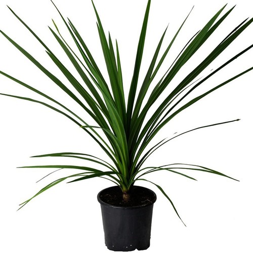 Cordyline green set x - cordyline,