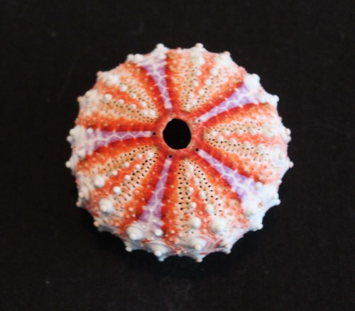 Stunning tropical sea - sea, urchin
