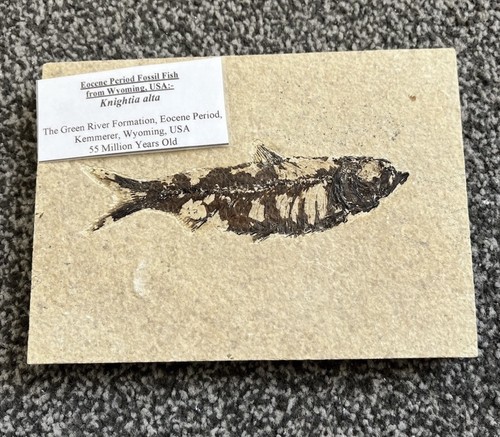 Fossil fish eocene period usa - fish,