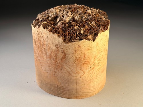 Spalted live edge - live,