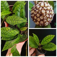 Hoya Callistophylla. Wax