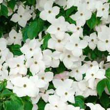 Cornus kousa Blue Shadow -