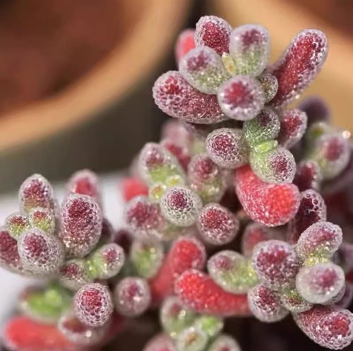 Drosanthemum eburneum seeds - eburneum, x