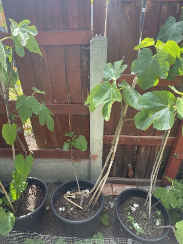 Hardy fig tree plant - hardy,
